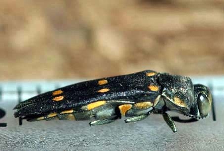 Invasive Beetle Attacks Oak Trees