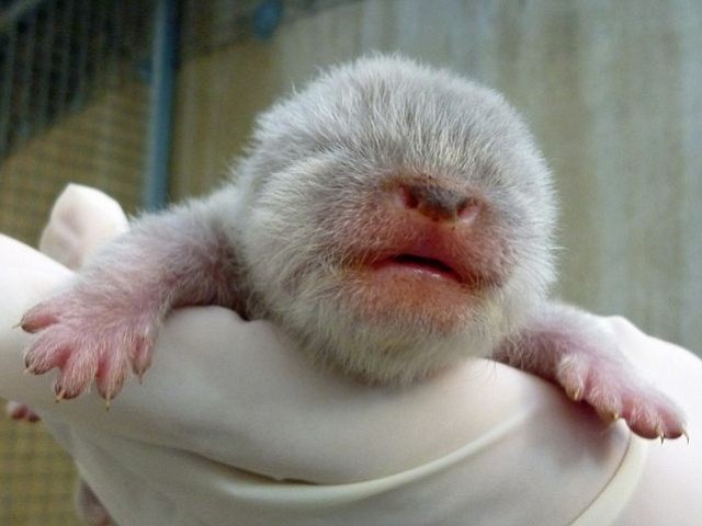 Zoo Celebrates Asian Otter Births