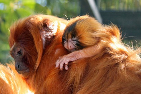 lion tamarin golden orange monkey born zoo bright ginger bred tiny onto clings barbara santa mother his california animals clemons