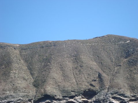 An elk on Santa Rosa Island ridgeline (zoom in)