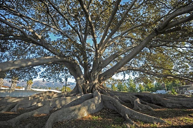 S.B. Big Trees