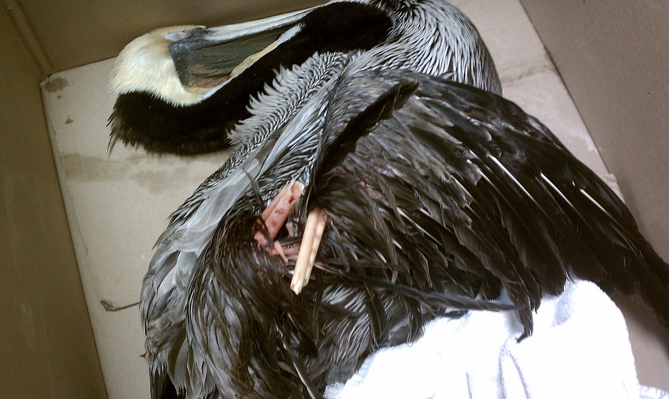 Suspicious Pelican Injuries Raise Alarm