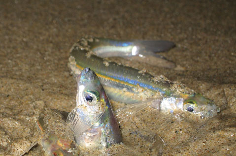 Grunion Running