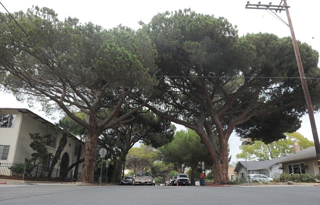 Stone Pines Distressed By Drought