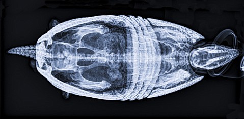 https://independent.media.clients.ellingtoncms.com/img/croppedphotos/2015/04/28/SB-Zoo-Xray-Armadillo_t958.jpg?fef15e12b784e9bbb22bf3f2924819218cda3d1a