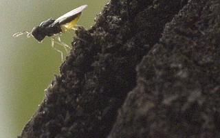 This small, stingless wasp likes to munch on the Asian citrus psyllid, which can infect trees with the deadly Huanglongbing disease
