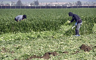 <strong>TOUGH ROW: </strong> Santa Maria field workers harvest celery.