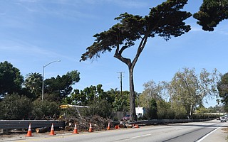 Recent storms took out two of the three iconic cypress trees that stood side by side in the center median of the 101 freeway in Montecito