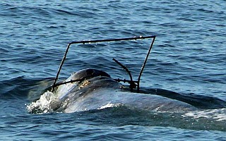Rescuers are figuring out how to approach the whale and safely remove the framing.
