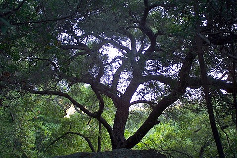 photo thumbnail