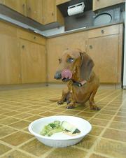 The chicken in Indie's bowl is probably what's inspiring those saliva glands to get going. Don't worry-he promises to eat the zucchini and broccoli that's in there, too.