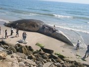 Passersby gather to see the carcass of a 100,000-pound blue whale, which was found dead in the Santa Barbara Channel in 2007 after being struck by a ship and then floated east to Ventura's Hobson Beach.
