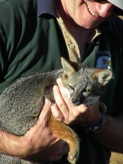 Dave Garcelon of the Institute for Wildlife Studies holds an island fox before release.