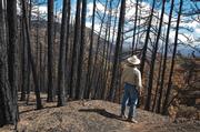 Otis Calef surveys the damage done to the pine forests near Alamar Saddle. The pines have been almost completely destroyed in this area. Far right: The charred trunk of an 80-foot tall Coulter pine and its partially scorched crown on Little Pine Mountain.