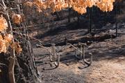The remains of a picnic table in the Happy Hollow area among the pines of Little Pine Mountain.