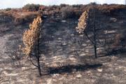 On the back ridge of the Little Pine Mountain area, these 60- to 80-foot tall pines show the path of the fire's direction.