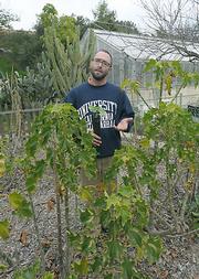 Santa Barbara High School teacher Jose Caballero stands between the campus's greenhouse and a row of two-year-old jatropha plants. The plants that withstood last year's frosts are the most cold-hardy and perhaps the best fit for survival. Science students may see the seeds of these plants converted to usable biodiesel.