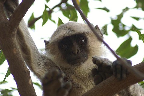 photo thumbnail