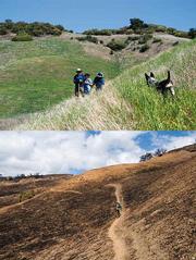 Above: Grass grew abundantly on the slope that the Santa Cruz Trail cut through.
This photo was taken last April during a trail maintenance project.
Below: Post-burn, the same general area of the Santa Cruz Trail is now bare soil.
