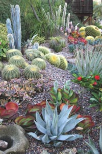 Debra Lee Baldwin S Designing With Succulents