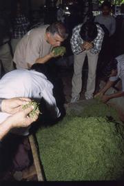David De Candia went to India to learn more about tea and to see how it is picked.