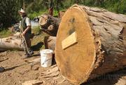 Rob Bjorklund at his sawmill off Old San Marcos Road, where he turns locally grown trees typically headed for the scrap heap, such as the large Blue Gum Eucalyptus in the foreground, into all sorts of things like flooring-grade hardwood, coffee tables, and chairs.
