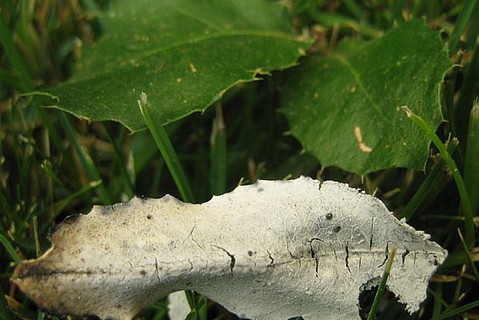 photo thumbnail