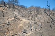 Small gullies and scorched hillsides like this above Goleta could cause massive erosion this winter.