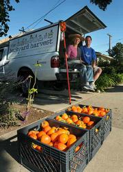 A small sample of the fresh fruits made available to the Unity Shop clients through the Backyard Harvest program
