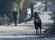 Animal Control Services was called to catch this goat on the loose along Mountain Drive, but it deftly escaped the workers.