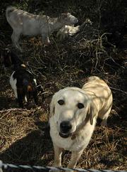 The predator control dogs' names are kept confidential so that they will stay focused on their jobs rather than their adoring public.
