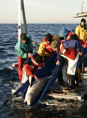 Many scientists, some involved with the Pelagic Shark Research Foundation, are also involved in studying the species.