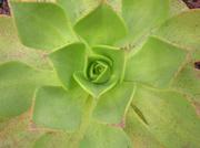 The great California horticulturist Charles Glass contributed many of Lotusland's extraordinary succulents.
