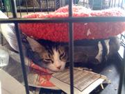 A evacuated cat at the Santa Barbara Humane Society shelter during the Jesusita Fire.