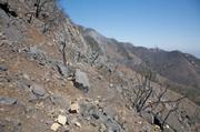 Tunnel Connector Trail has no vegetation left along it at all and this fork of Rattlesnake Canyon is completely burned to mineral soil.