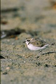 <strong>SHOREBIRD BINGO:</strong> The rare and endangered snowy plover is best witnessed at Coal Oil Point near UCSB.