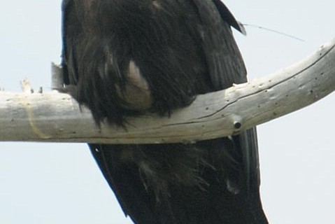 photo thumbnail