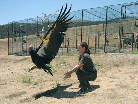 size california condor