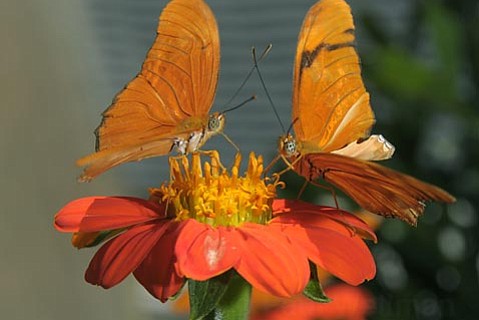 photo thumbnail