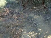 Trail was cut higher on the slopes and now creates major problems for users who now have to deal with nearby overhanging brush and other obstructions.