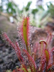 This carnivorous plant, the sundew <em>Drosera capensis</em>, lures and ensnares its prey with these glistening, sticky droplets coating its leaves.