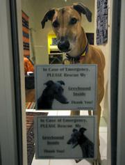 Kia, a 2 year-old greyhound and Goleta transplant by way of Texas checks to see who is at the front door