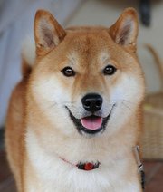 Genetic evidence revealed that several Asian dog breeds, such as the Shiba Inu (shown here), are most closely related to the ancestors of domestic dogs: the gray wolf.