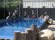 The Santa Barbara Wildlife Care Network is currently caring for over 40 of the seabirds in its small, private home care unit.