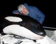 During the filming of “Call of the Killer Whale,” Jean-Michel Cousteau and the Ocean Futures Society team assisted in the successful rescue in New Zealand of a stranded orca, which they named Rakey. It has been shown that orca who strand and are quickly treated and released can survive in the wild and even thrive.