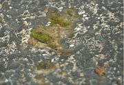 OFFENDING ALGAE: Bicycle riders are well aware of the algae that can build up near creek crossings. “You can go down in the slime, you really can,” said Dorris Phinney of the Goleta Valley Cycling Club. Added Ralph Fertig of the S.B. Bike Coalition,“It’s like ice. You’ve got to take it perpendicular.”