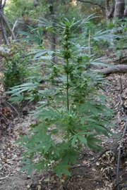 Mature plants reach five feet in height, but smaller, younger plants were also witnessed growing in the same plots, meaning farmers are beginning to stagger their grows for year-round harvesting.