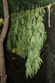 Every stage of growth, from germination to drying (seen here), is carried out in the secluded sites.