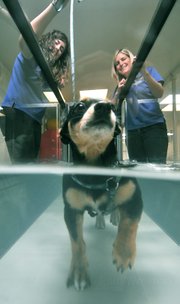 Jake, a Chihuahua/Jack Russell mix, came to HydroPaws last November with a severe spinal injury that had left him paralyzed. A year later, Jake can walk on all fours again, thanks to myriad physical rehab techniques, including hydrotherapy. Also pictured are Director of Animal Rehabilitation Karen Atlas (right) and Physical Rehabilitation Assistant Kim Hatcher.