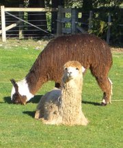 Although they hail from the Andes Mountains, alpacas have also found a home on Santa Ynez Valley ranches. In Valley Animals, Brooks Firestone tells of his daughter’s and son’s adventure helping a pregnant alpaca give birth.